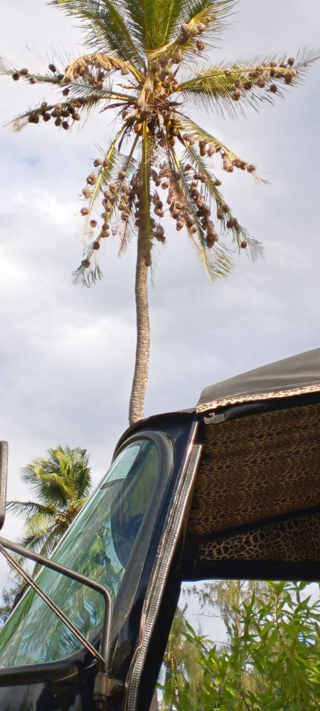 Coconut palm towering above Mose's tuk tuk in Watamu